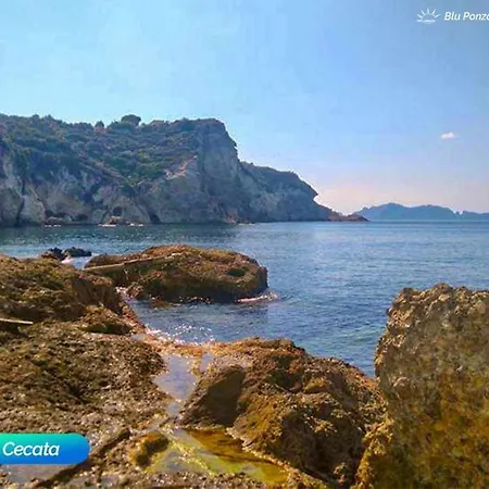 Bluponza Artesia *
